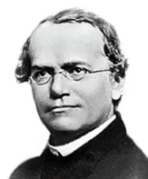 J.G. Mendel